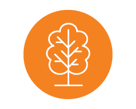 Vector drawing of a tree